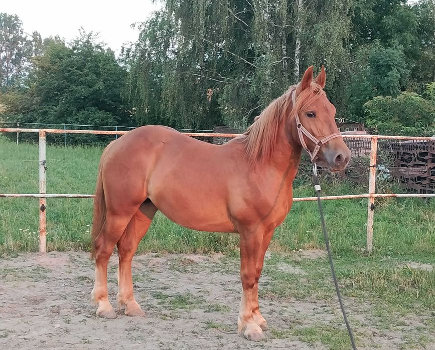 Sprzedam klacz zimnokrwistą