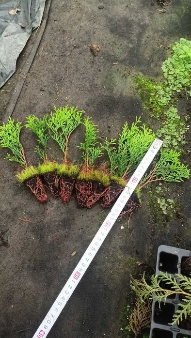 Туя смарагд 20,30,40 ,50 см