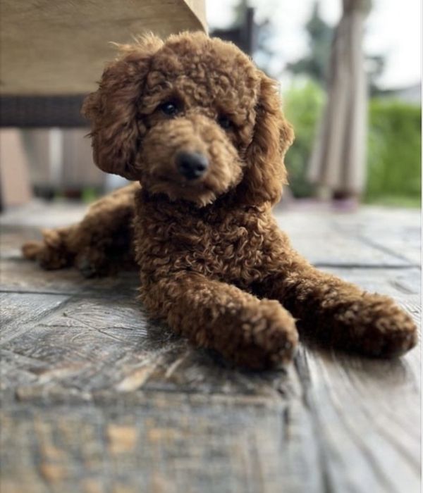 Pudel miniatura red brown / Genetyka