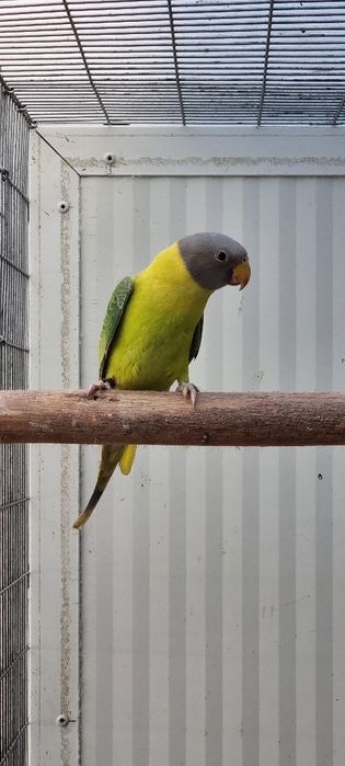 Cabeça de Ameixa Opalina/Diluido//Pastel 25