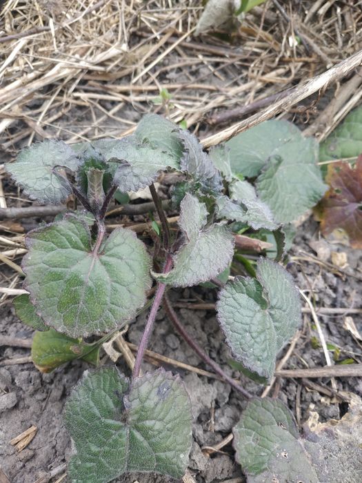 Лунник или лунария