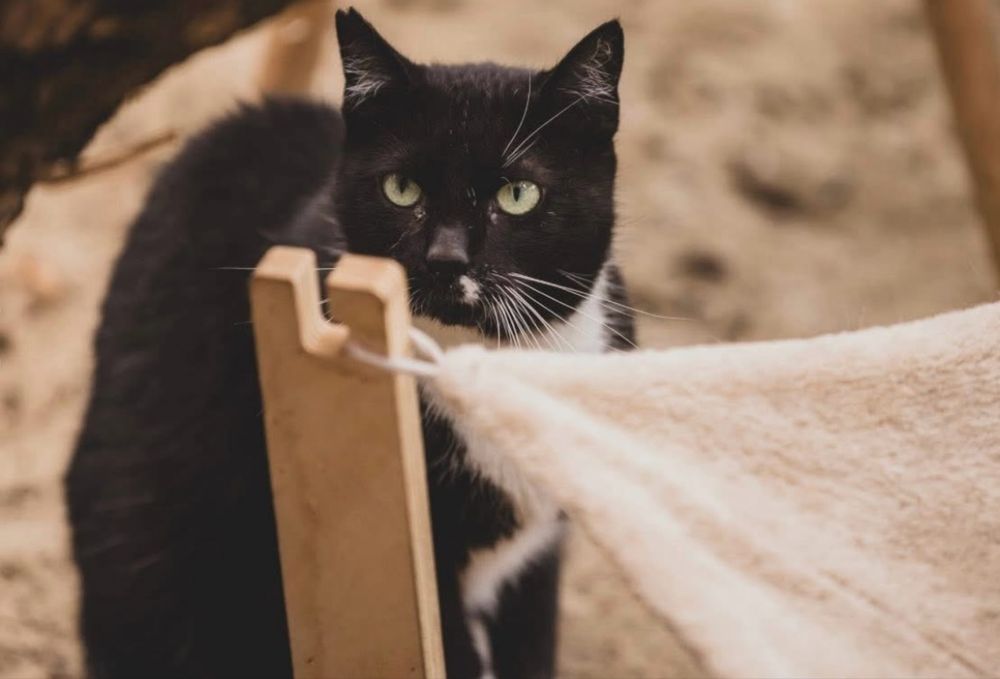 Mądra i piękna Samirka szuka domu