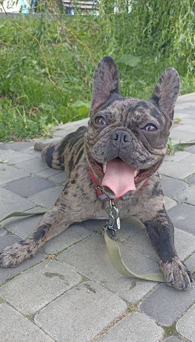 Кінолог Дресирування Виховання собак