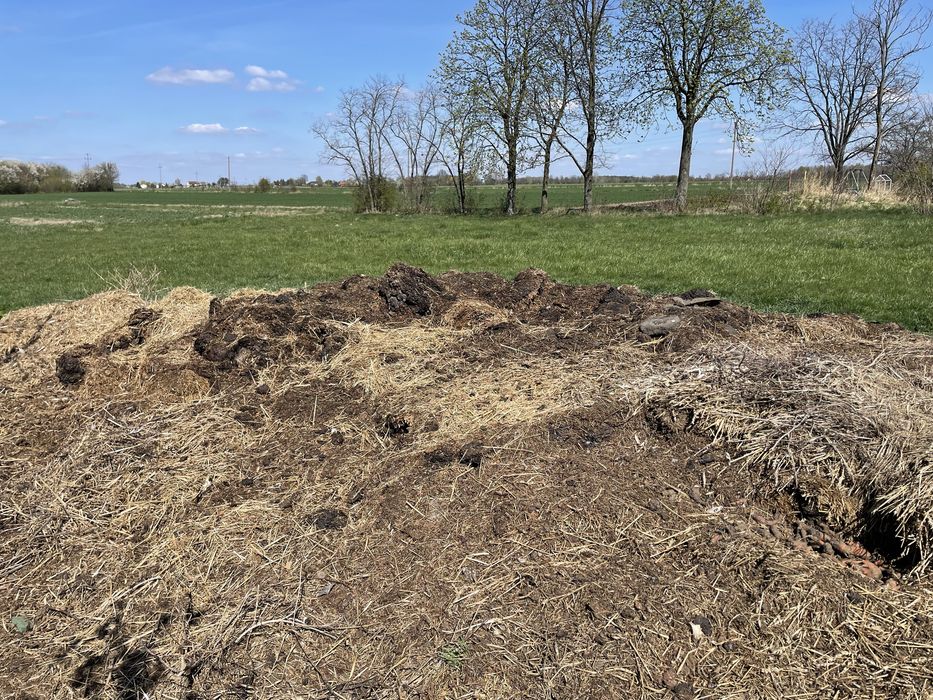 Sprzedam obornik koński 3 letni