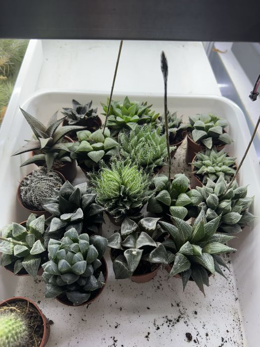 Сукуленти гастерія хавортія Haworthia Сукуленти Трунката