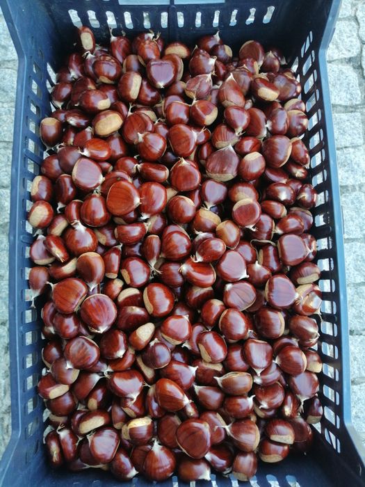 Castanha biológica