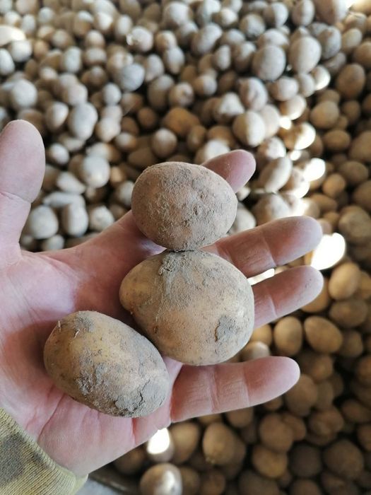 Ziemniaki wczesne świeża odmiana od rolnika wysyłka inpost paczkomat