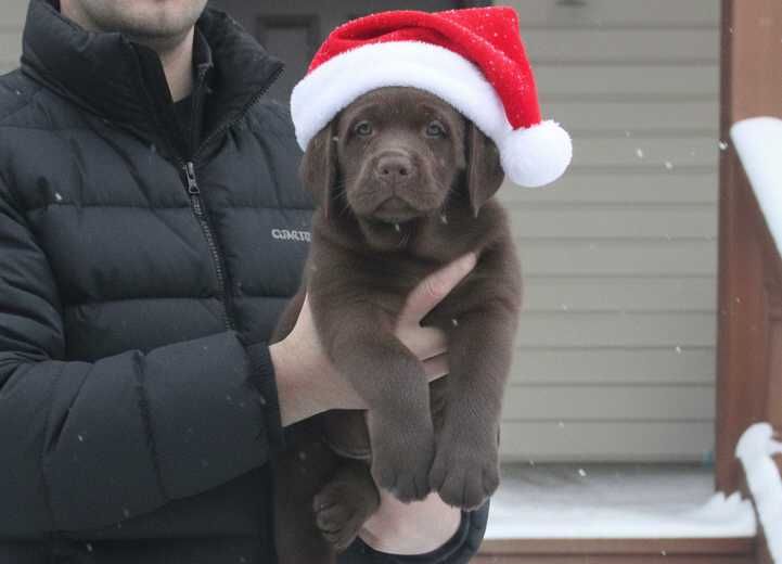 Шоколадки з документами КСУ-FCI