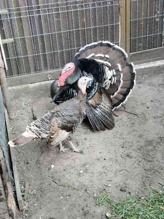 Sprzedam parę  nie spokrewnione