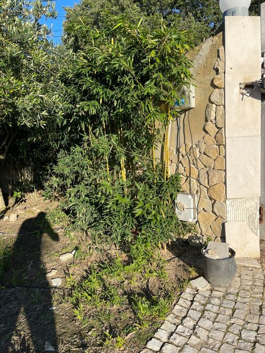 Bambu natural com 160cm / 200cm