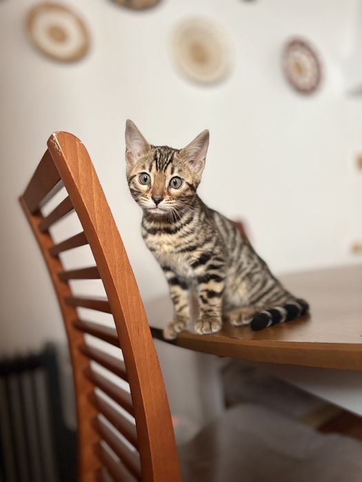 Gato bengal c/ Pedigree