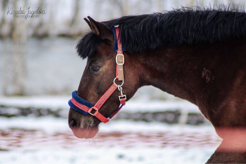 Wydzierżawie idealnego kucyka dla dziecka