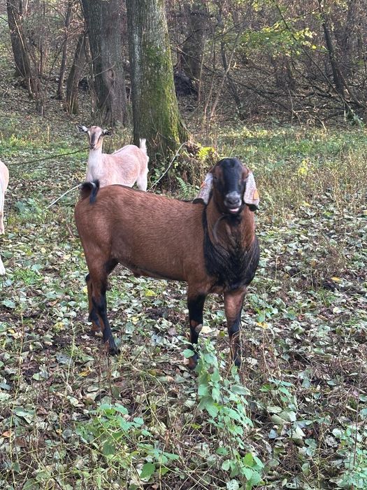 Sprzedam kozła anglonubijsjlkiego z rodowodem
