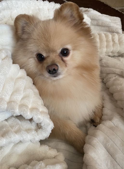 В’язка померанського шпіца