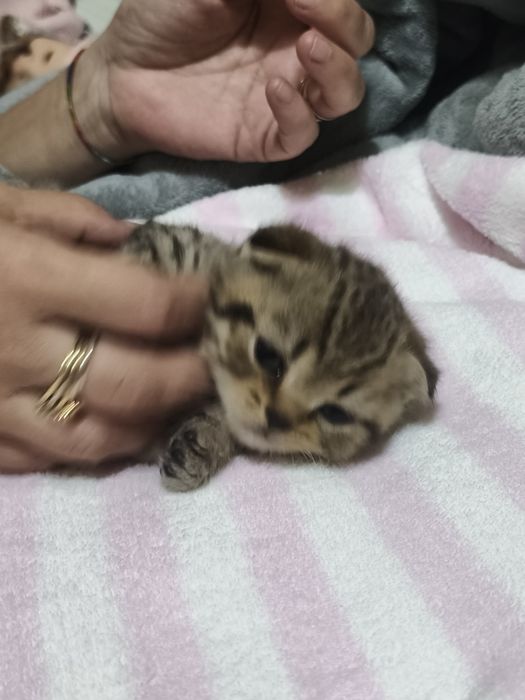 Gatinha scottish fold