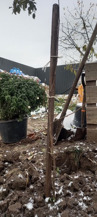 Магнолия Суланжа