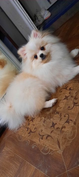 Шпиц мальчик ищет невесту