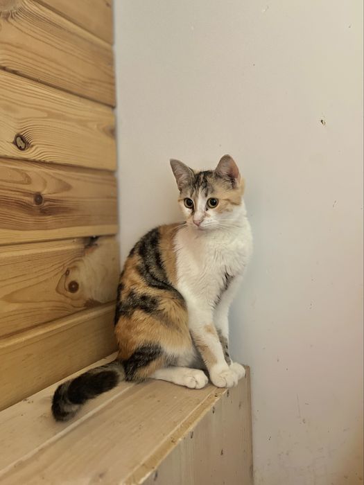 SASANKA - młoda kotka tricolor szuka domu