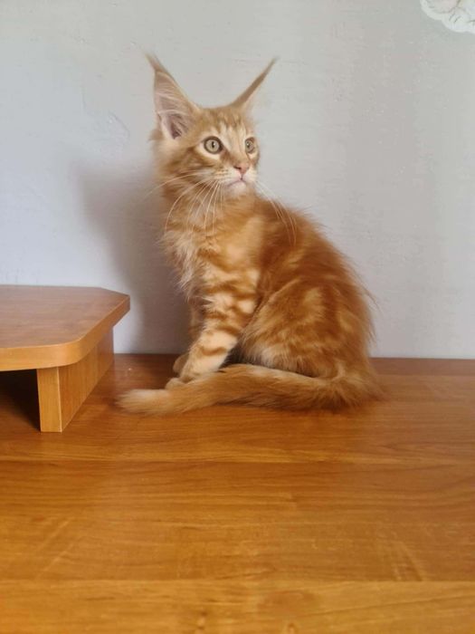 kociaki maine coon