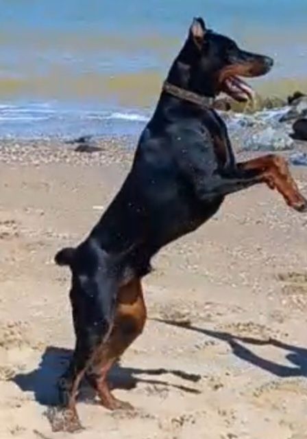 Ищем невесту для добермана