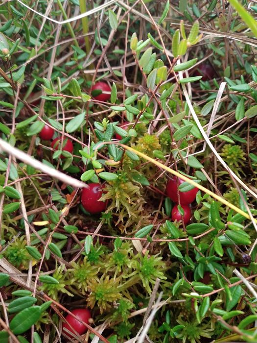Żurawina bagienna błotna w słoiku konfitura, dżem 280g.