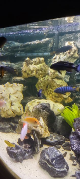 Wapień filipiński 12kg