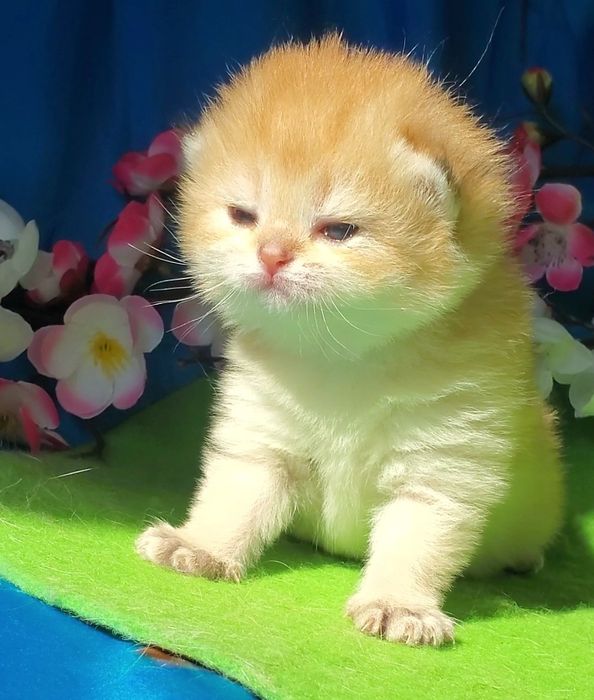 Ручные лапули, котята золотая шиншилла