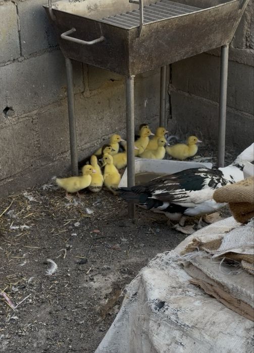 Patos mudos duas semanas