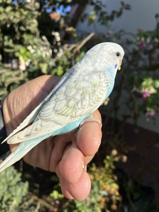 Fantastico Periquito domesticado - baixa de preço