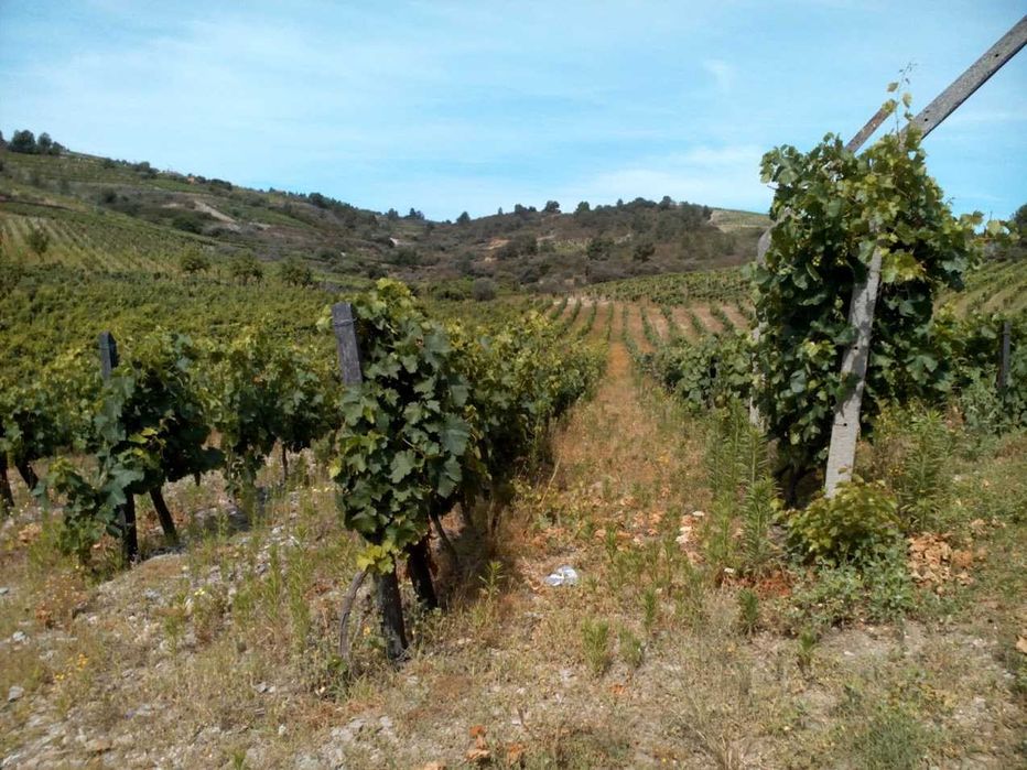 Quinta no Douro com terrenos e casa