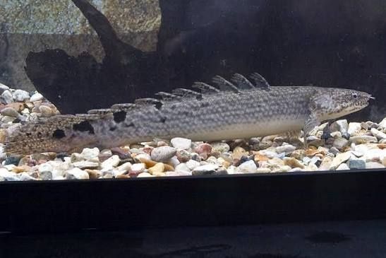 Продаж акваріумної риби