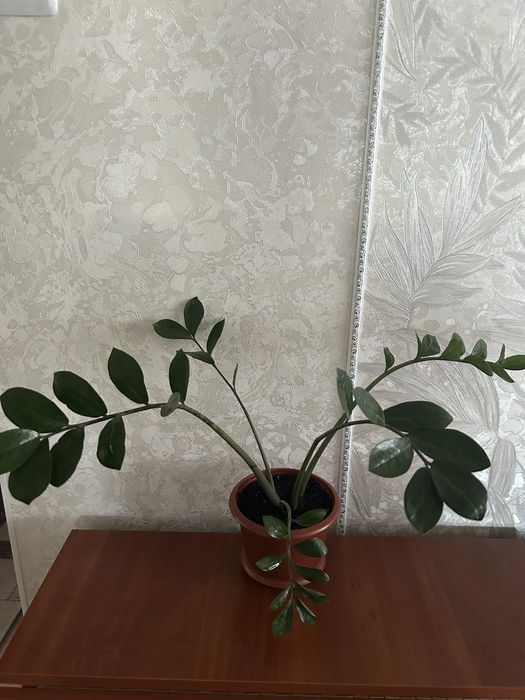 Продам вазон заміокулькас.