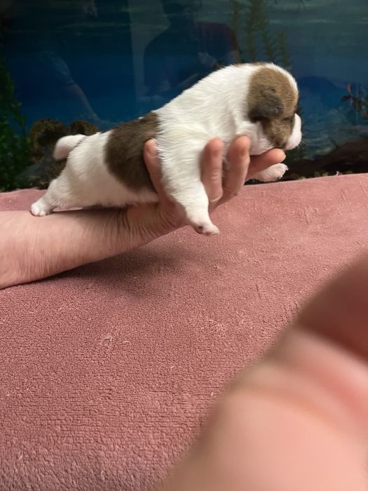 Щенки Джек Рассела