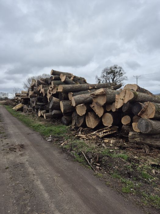 Jesion tartaczny, drewno,dłuzyca