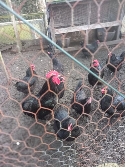 Jaja lęgowe AUSTROLOP czarny