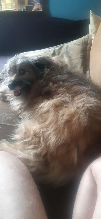 Zaginęła sunia Sonia DĘBICA PODKARPACKIE
