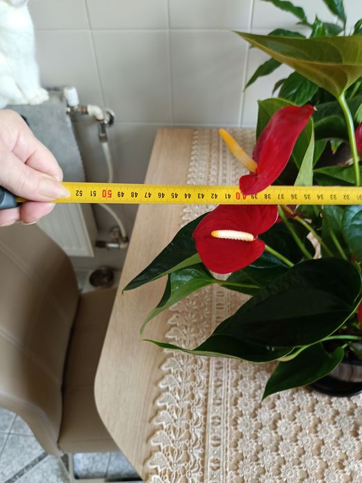 Anturium duże i kwitnące