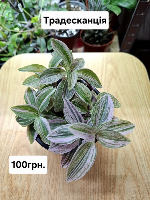 Рослини кімнатні