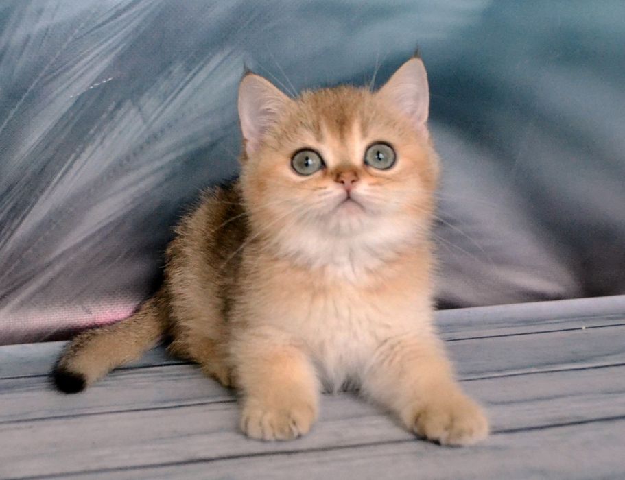 Британська золота шиншила