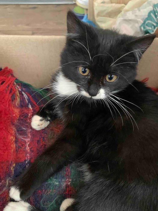 Віддам в добрі руки