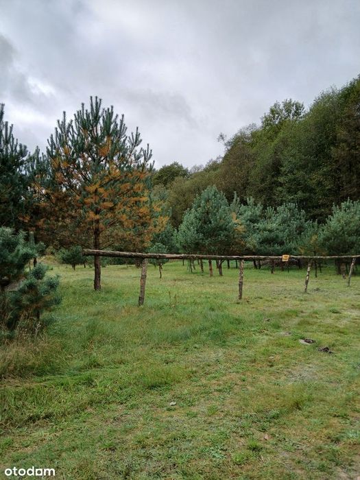 Dziaka rekreacyjna w otulinie lasu