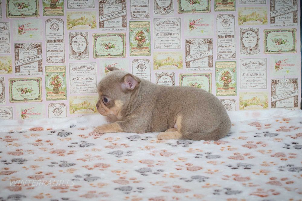 Чіхуахуа ~ бузкового окрасу