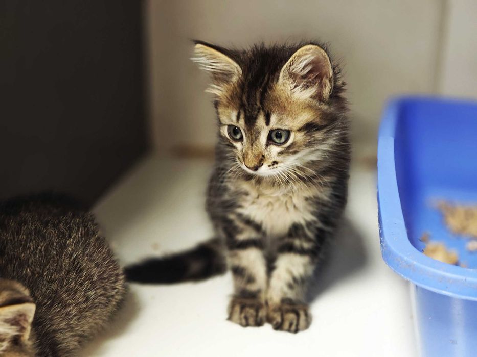 Шикарне кошеня Лялік (2 міс) в пошуках домівки! Кіт, кішка, котик