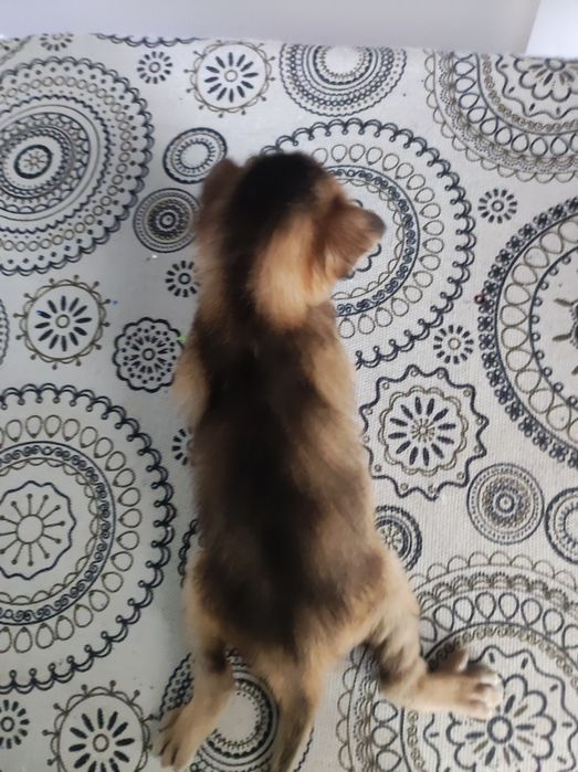 Котята аббіссінські
