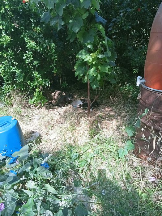 Limpeza de quintais e árvores de fruto