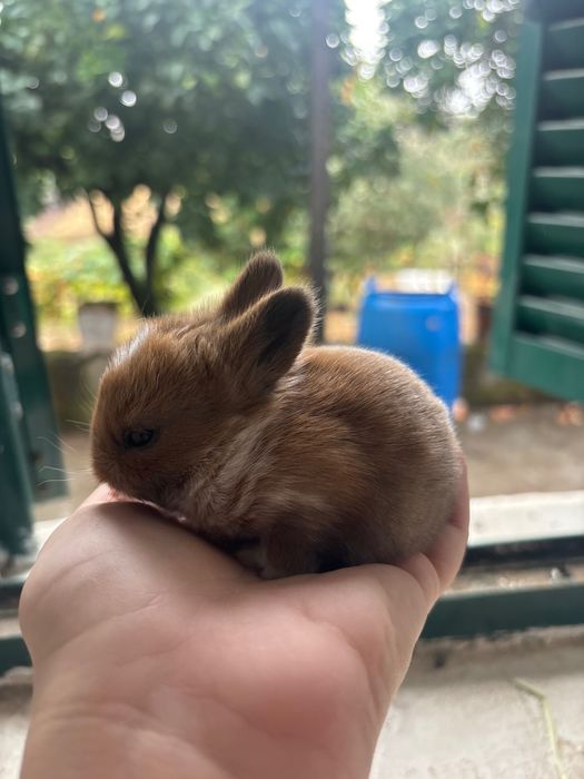 Coelho anão bebé  lindo e meigo