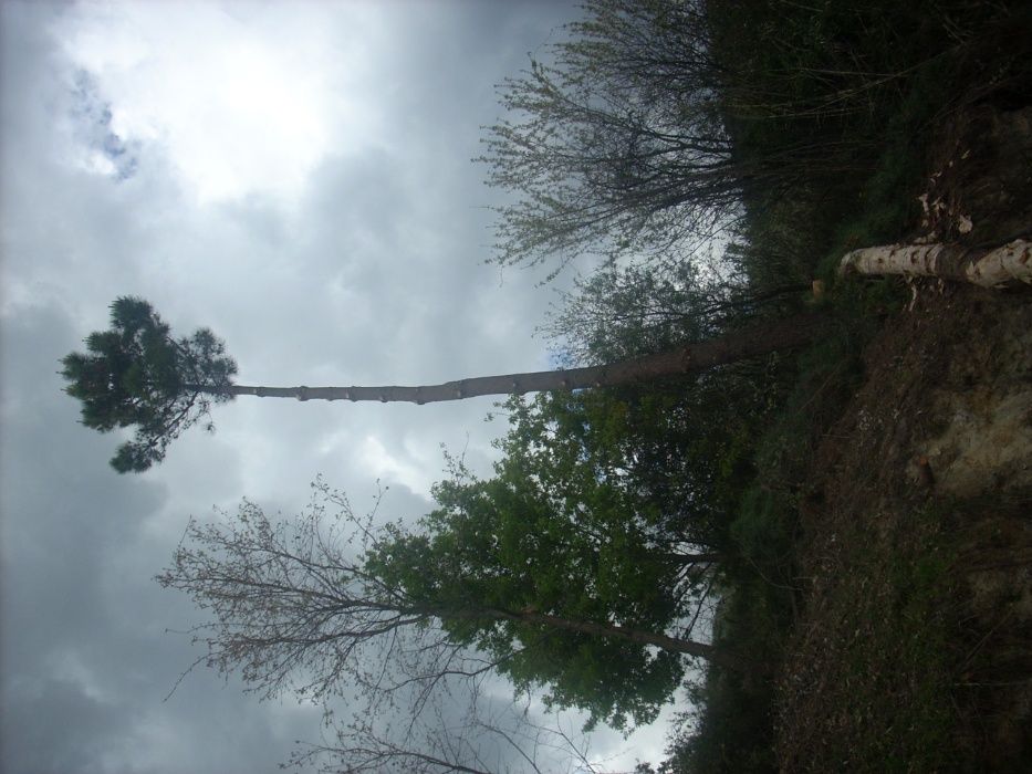 cortador podador de árvores