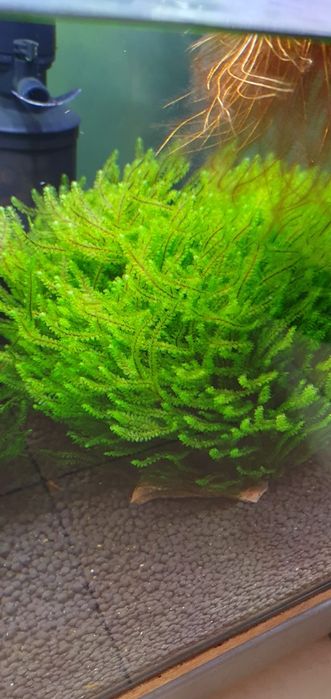 Distichophyllum Hookeriaceae sp. Rare Moss-rarytas Mech do akwarium