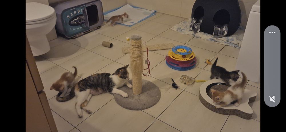 Kitki oddam w dobre ręce...