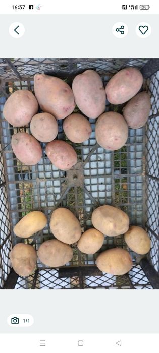 Продам картоплю .